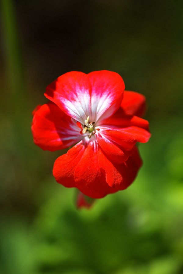 Geranium Red and White  by Joy Watson